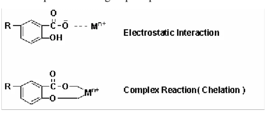 Fig. 1.5   Scheme of interactions between humic acid and a metal cation.  