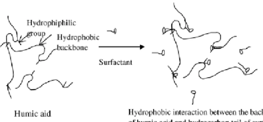 Fig. 1.7:  Schematic representation of hydrophobic interactions in surfactant- humic                  acid system 17 