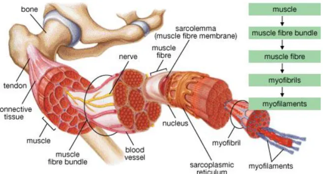Figure 1 Schematic illustration of the hierarchical organization of skeletal muscle. 