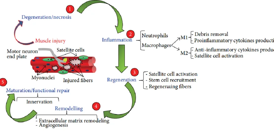 Figure  3  Schematic representation  of the steps involved in  skeletal  muscle regeneration:  Degeneration,  Inflammation, regeneration,  remodelling and maturation (Musarò et al., 2014)