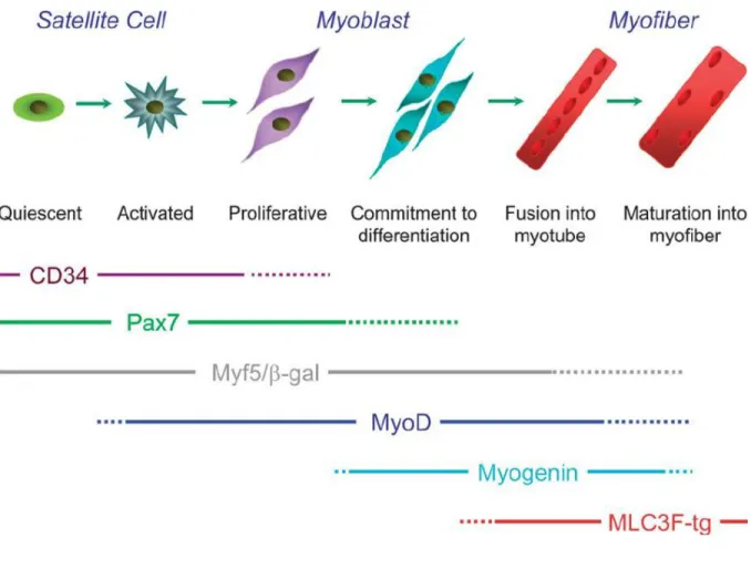 Figure  4  Schematic  representation  of  muscle  myogenesis  and  myogenesis  markers