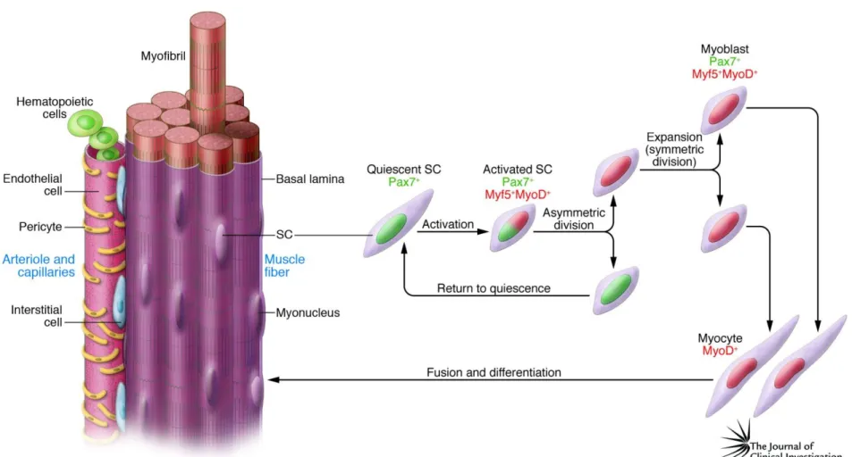 Figure 5 Schematic Illustration of the Asymmetric Division of Satellite Cells. 