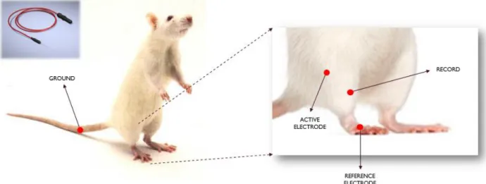 Figure  7  Schematic  Illustration of Electromyography Setup. Ground was placed to the  tail,  reference  electrode  was  placed  to  the  feet,  active  electrode  was  placed  to  the  beginning of the  leg,  and measurements  were recorded  by  using ne