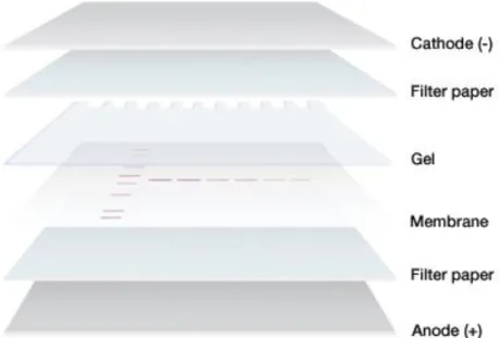 Figure 8 Gel and membrane for semi-dry electrophoretic transfer system. 