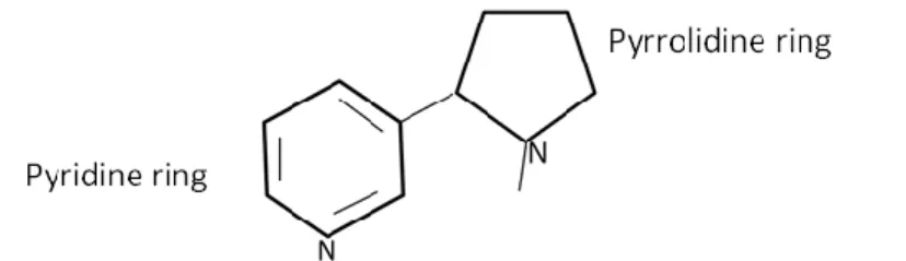 Figure 1: Chemical structure of nicotine. Adapted from (Benowitz and  Jacob, 1994)