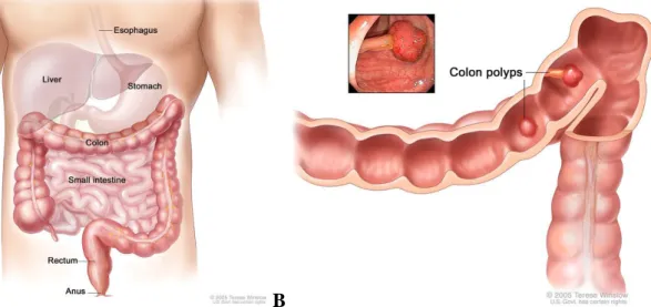 Figure 1.1: Human colon physiology A) Illustration of normal colon physiology in human body