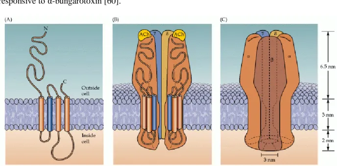 Figure 1.4: The structure of the nAChR receptor/channel. (A) Each receptor subunit crosses the  membrane four times
