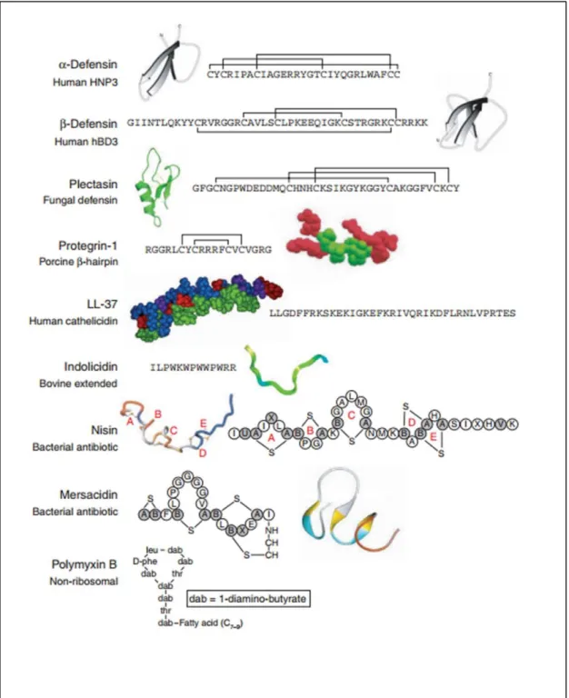 Figure 5 Different structures and sequences of antimicrobial peptides 12 . 
