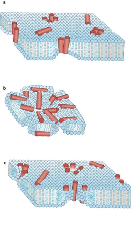 Figure 6 Proposed mechanisms of AMP mediated membrane disruption: Barrel Stave  Model (a), Carpet Model (b), Toroidal Pore Model (c)