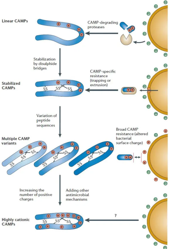 Figure 7 Co-evolution of cationic AMPs (CAMPs or CAPs) and bacterial resistance 30 .  Adapted from Peschel et al