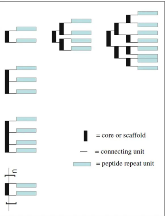Figure 8 Schematics of dendrimeric/branched and polymeric multivalent peptides 39 .  Adapted from Liu et al