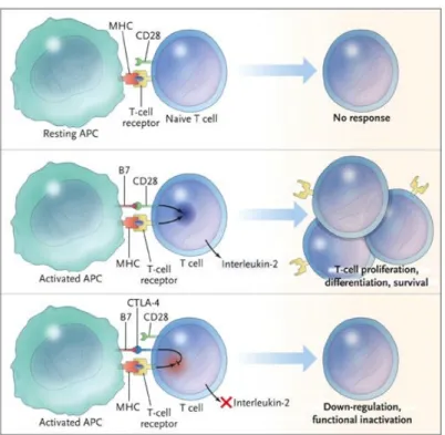 Figure 1.4: Roles of the B7–CD28/CTLA-4 pathway in regulating T-cell activation [29] 