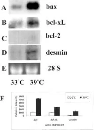 Figure 1 The expression of bax (A), bcl-x L (B), bcl-2 (C) and desmin (D) during temperature-induced decidualization of GG-AD cells