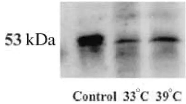Figure 4 p53 expression during temperature-induced