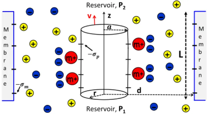 FIG. 1 (color online). Schematic representation of the nano- nano-pore. The cylindrical polyelectrolyte of radius a ¼ 1 nm and surface charge −σ p is confined to the cylindrical pore of radius d ¼ 3 nm, length L ¼ 340 nm, and wall charge −σ m 
