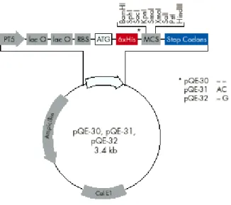Figure 2.1:  The map of pQE expression vector. It contains lac operon and  is suitable for expression studies