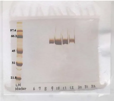 Figure 3.2:  Silver-stained gel after SDS-PAGE analysis of elution fractions  showing pure protein was isolated with a molecular weight of 55 kDa
