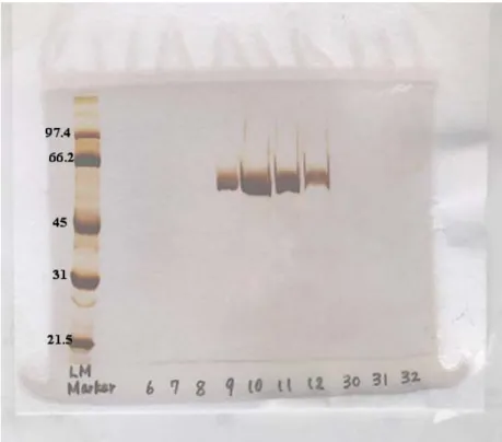 Figure 3.2:  Silver-stained gel after SDS-PAGE analysis of elution fractions  showing pure protein was isolated with a molecular weight of 55 kDa