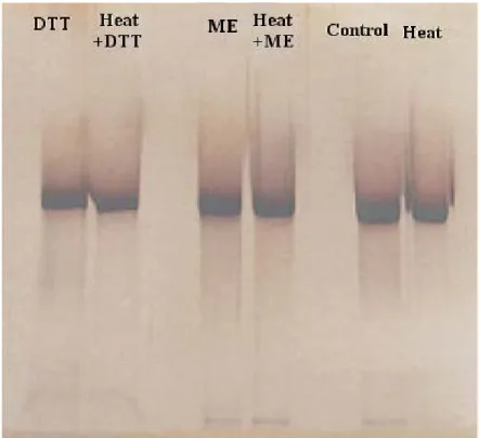 Figure 3.4:  Silver stained gel after SDS-PAGE of dithiothreitol(DTT), 2- 2-mercaptoethanol (ME) and heat treatment of 55 kDa protein