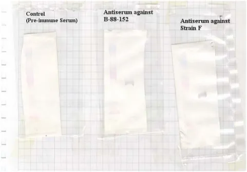 Figure 3.5:  Western blot of 55 kDa protein after membrane treated with antiserum  of rabbit immunized with whole cell M