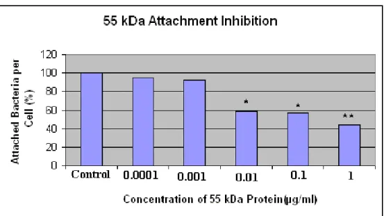 Figure 3.7:Results of attachment inhibition assay with 55 kDa protein. Each  experiment was done in duplicate and the values are mean of the experiments
