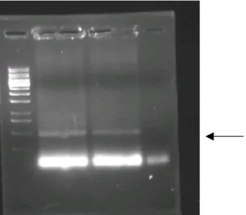 Figure 3.9: Agarose gel electrophoresis of PCR product. Lane 1: 1kb DNA ladder,  lane 2&amp;3: PCR product, lane 4: PCR reaction without template