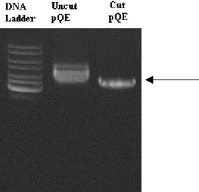 Figure 3.11: Agarose gel electrophoresis shows the pQE-31 plasmid vector after  digested with HindIII and undigested form