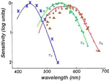 Figure 1: Cone photoreceptors: Blue, Short wavelength. Green, Middle wavelength. Red, Long  wavelength  