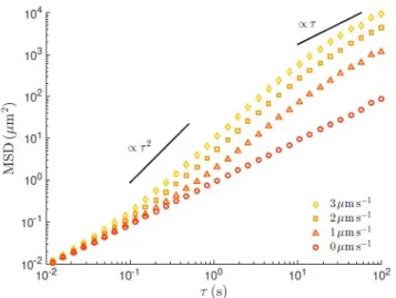 Figure 2.4: Mean Square Displacement (MSD ”hx(τ ) 2 i”) of active Brownian particles with velocity v = 0µm/s (circles), v = 1µm/s (triangles), v = 2µm/s (squares), and v = 3µm/s (diamonds)