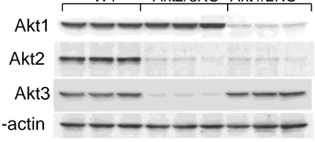Figure SIII. Akt isoform expression in Akt2/3 and Akt1/2 knockout macrophages   Peritoneal macrophages were isolated  from mice reconstituted with WT, Akt2/3KO and  Akt1/2KO FLC (n = 3/group)