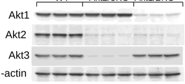 Figure SIII. Akt isoform expression in Akt2/3 and Akt1/2 knockout macrophages   Peritoneal macrophages were isolated  from mice reconstituted with WT, Akt2/3KO and  Akt1/2KO FLC (n = 3/group)