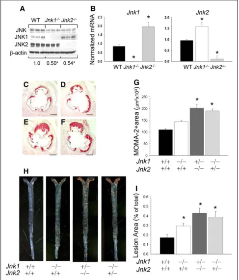 Figure 2. Genetic suppression of c-Jun  NH 2 -terminal kinase (JNK) signaling to a Jnk  single allele further increases  atheroscle-rosis