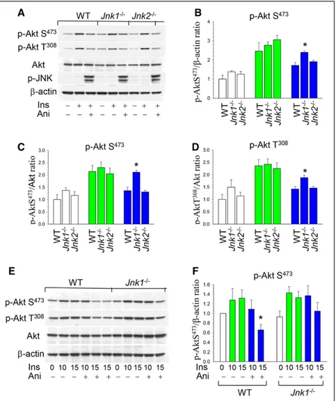 Figure 3. c-Jun NH 2 -terminal kinase (JNK)  signaling antagonizes p-Akt activity, and  loss of JNK1 obliterated this effect
