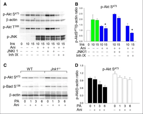 Figure 4. c-Jun NH 2 -terminal kinase-1  (JNK1) inhibitor, JNKI1, preserves Akt  signaling, and Jnk1 −/−  macrophages are  more resistant to endoplasmic reticulum  stress than wild-type (WT) cells