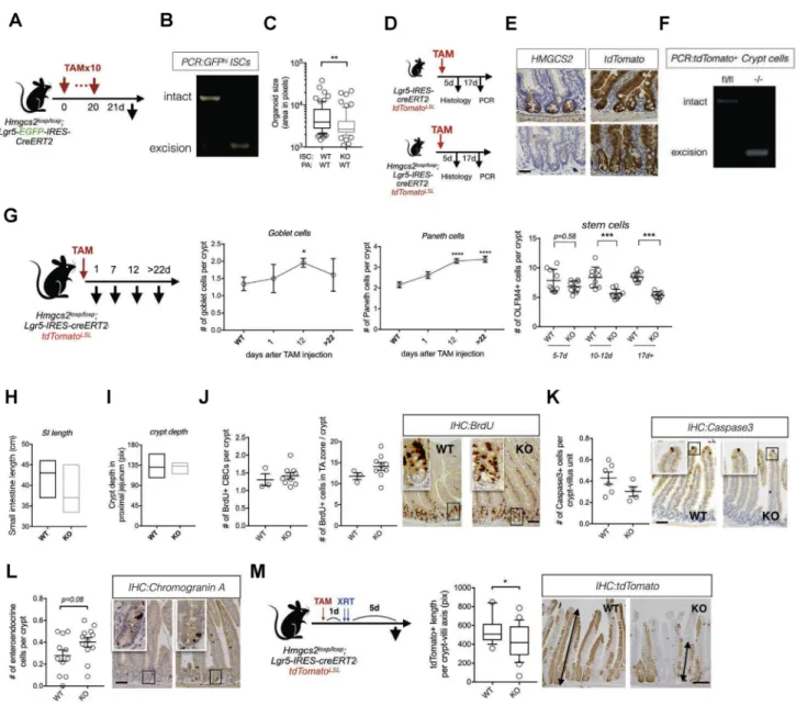 Figure S2. Hmgcs2 Loss Perturbs Stemness and Differentiation in the Intestine, Related to Figure 2