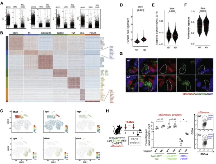 Figure S3. Single-Cell RNA-Seq Analysis of WT and Hmgcs2 KO ISCs and Early Progeny, Related to Figure 3