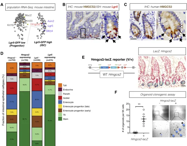 Figure 1. HMGCS2 Enriches for Lgr5 + Intestinal Stem Cells (ISCs)
