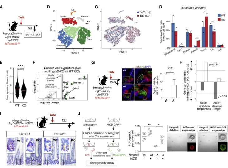 Figure 3. HMGCS2 Regulates Stemness and Secretory Differentiation through Notch Signaling