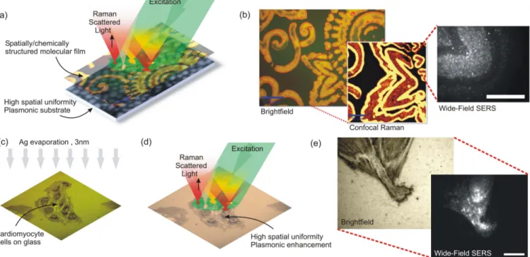 Figure 2 | (a) A highly uniform plasmonic substrate can be used for confocal or wide-field Surface Enhanced Raman Spectroscopic (SERS) imaging of biological architectures