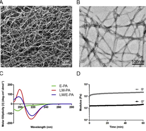 Fig. 3). At pH 7.4, LM-PA has a net theoretical charge of +3, whereas E-PA bears a 2 net charge