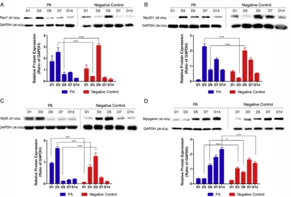 Fig. 5. Western blots showing the expression of proteins in the myogenesis pathway in rat TA muscle lysates after cardiotoxin-induced muscle injury and injection of bioactive peptide nanofiber and physiological saline as negative control