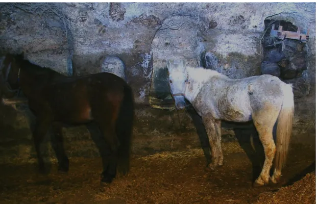 Fig. 15. Stable for draught horses with mangers 80 cm high in Selime.