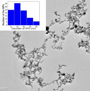 Fig. 1. TEM image of Au-NPs. The inset shows the histogram of size distribution calculated from TEM images.