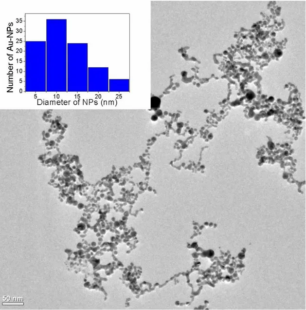 Figure 2-11 TEM image of Au-NPs. The inset shows the histogram of size distribution  calculated from TEM images
