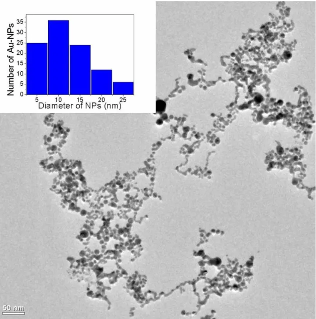 Figure 2-11 TEM image of Au-NPs. The inset shows the histogram of size distribution  calculated from TEM images