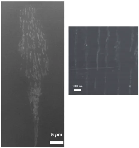 Fig. 1 The SEM image of the nanogratings observed inside GaAs. After laser processing the sample is diced in order to observe its bulk