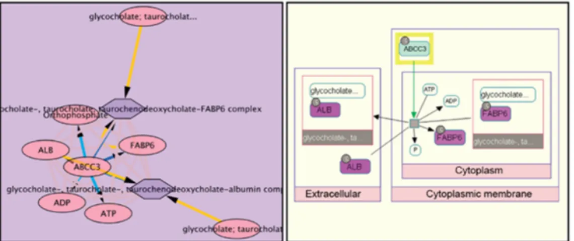 Figure 2.5: ABB3 neighboring from PathwayCommons database visualized by Cytoscape [11] (left) and ChiBE [12] (right)