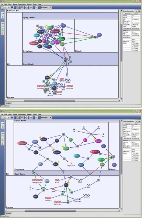 Fig. 5. A randomly laid out p53 pathway in PATIKA. PATIKA. (top); same pathway after our layout algorithm executes (bottom)