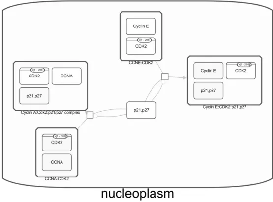 Figure 1.2: Visual representation of a biological pathway (Activation of NOXA and translocation to mitochondria) in PathwayCommons [1]