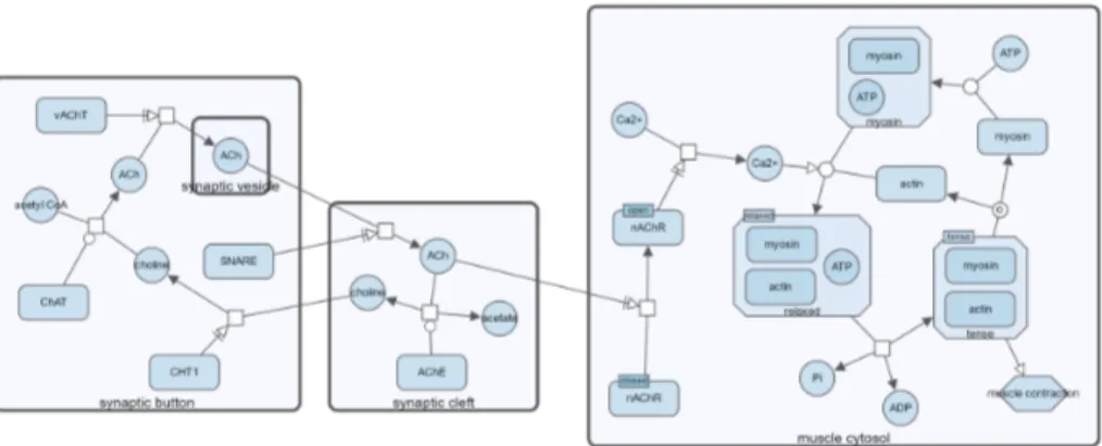 Figure 2.4: Graph representation of a biological pathway